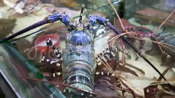 海鲜市场新鲜龙虾视频的预览图