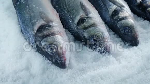在冰上移动过的鱼视频的预览图
