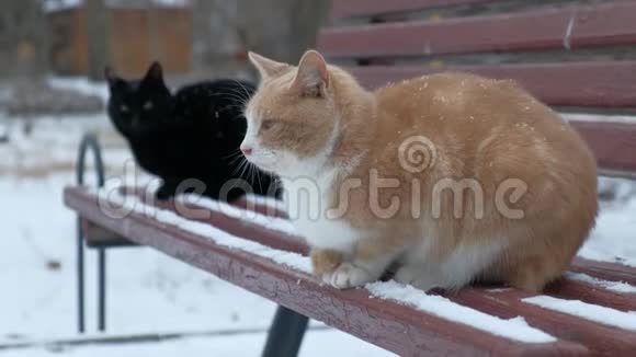 可怜的无家可归的宠物猫试图在寒冷的冬天里生存视频的预览图