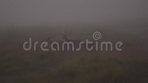 赤塔或赤塔轴也被称为赤湾国家雾状早晨自然中的斑点鹿或轴鹿视频的预览图