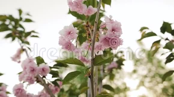 春天花园里的樱花粉色的花特写景深较浅视频的预览图
