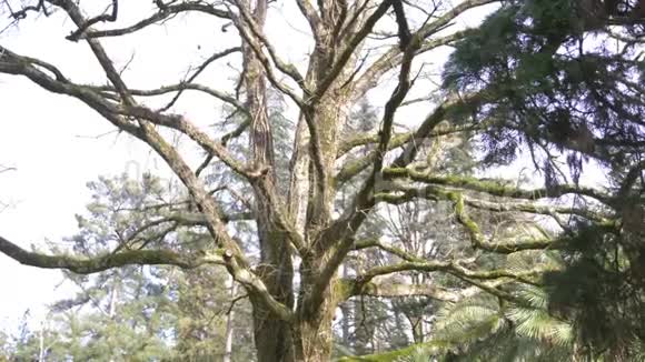 接近4k慢动作一棵大树的树干和树枝树枝上长满了苔藓视频的预览图