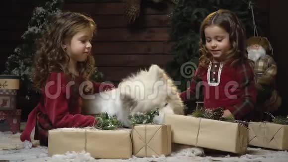 可爱的双胞胎笑着坐在礼物中间抚摸着毛茸茸的萨莫伊德狗视频的预览图