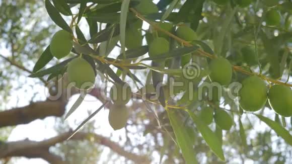 绿色橄榄枝和背景大树视频的预览图