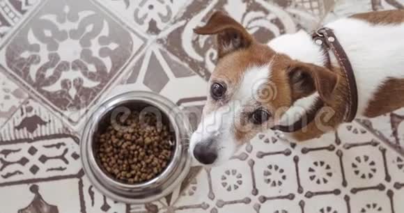 饥肠辘辘的杰克拉塞尔狗在食物碗的顶部观看视频的预览图
