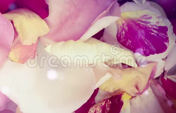 玫瑰花瓣粉红色浪漫的波克视频的预览图