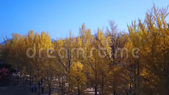 鸟瞰韩国纳米岛秋季视频的预览图