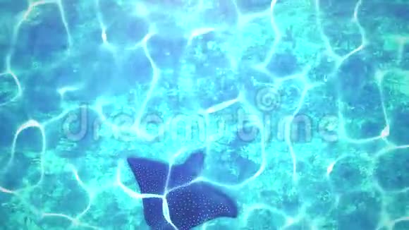 水下世界特写黄貂鱼夏季背景视频的预览图