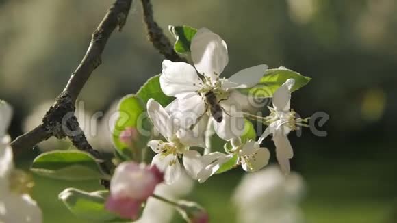 开花苹果树枝上的野蜂慢动作视频的预览图