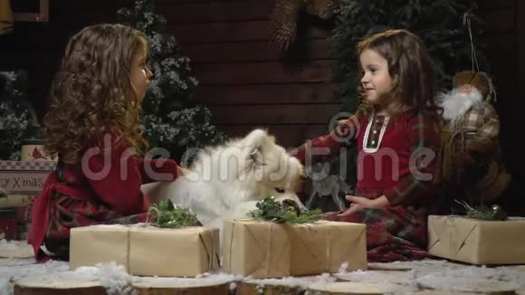 两个穿着红色衣服的女孩笑着拍拍圣诞礼物中的那只白狗动作有点慢视频的预览图