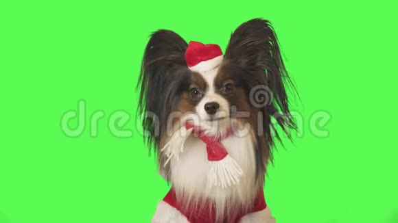 穿着圣诞老人服装的漂亮狗狗帕皮龙正全神贯注地看着绿色背景的镜头录像视频的预览图