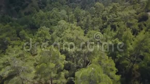 夏日山上森林的鸟瞰图视频的预览图