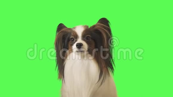美丽的狗帕皮龙正在谈论和逃跑绿色背景的股票录像视频视频的预览图