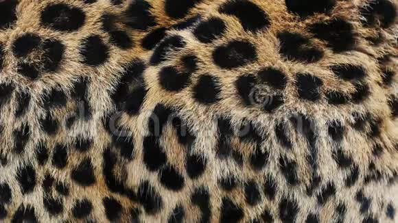 特写动作缓慢的豹毛非洲野生猫毛美丽的异国动物背景抽象的自然视频的预览图