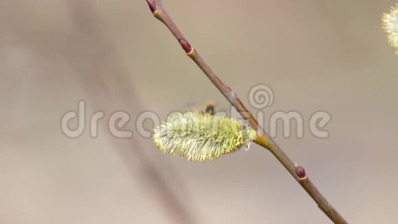 蜜蜂从开花的柳树中收集花粉视频的预览图