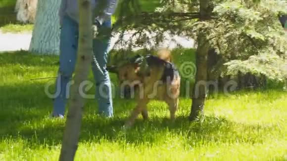 一只没有后腿的狗和女主人一起在公园里散步视频的预览图