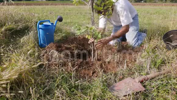 杏树移植视频的预览图