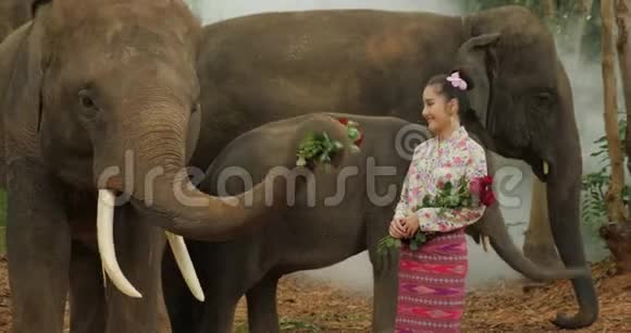 年轻迷人的亚洲女性穿着传统服装与大象的温柔视频的预览图