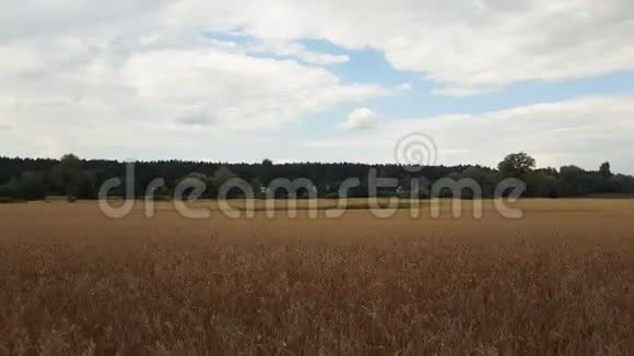 夏天的黑麦或小麦美丽的雷云在田野上从一辆沿着道路行驶的汽车上射击视频的预览图