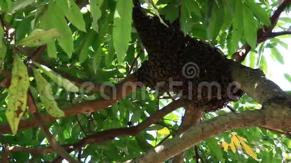 树上有蜂巢视频的预览图