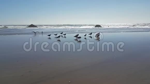 一群有倒影的海鸥视频的预览图