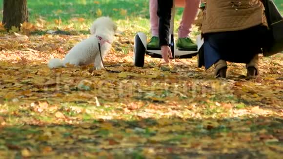 公园里有陀螺仪和白狗的人视频的预览图