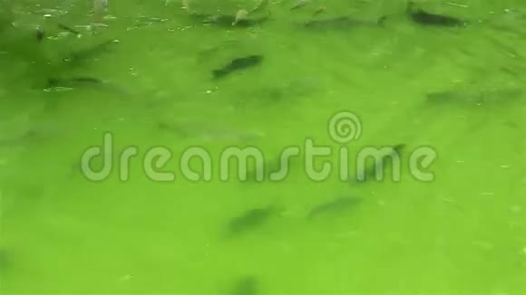 绿色池塘里的鱼视频的预览图