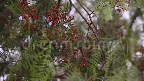 粉红色的胡椒在树上热带小辣椒喜马拉雅山胡椒浆果视频的预览图