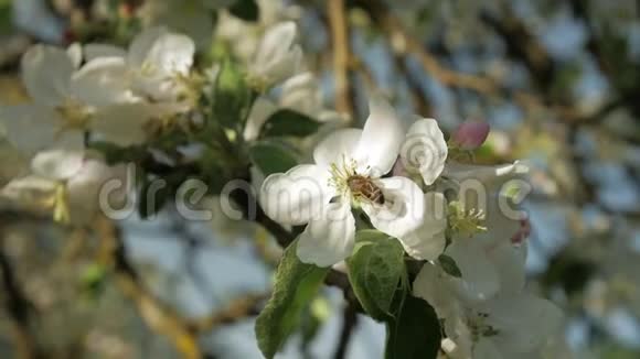 开花苹果树枝上的野蜂慢动作视频的预览图