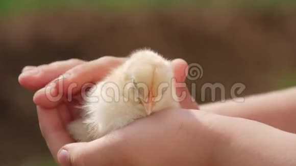 孩子手里拿着一只鸡手牵着照顾一只小鸡视频的预览图