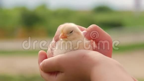 孩子手里拿着一只鸡手牵着照顾一只小鸡视频的预览图