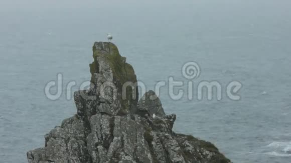 在岩石顶部的海鸥视频的预览图