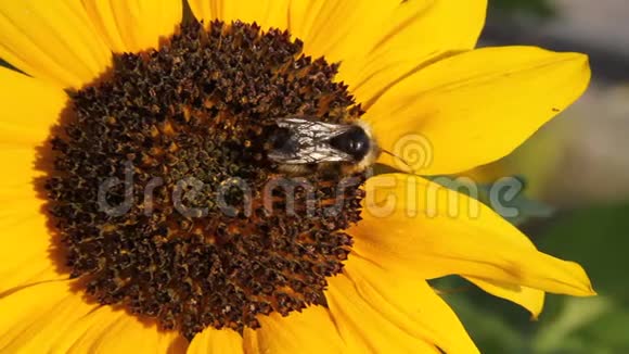 蜜蜂收集向日葵的花蜜视频的预览图