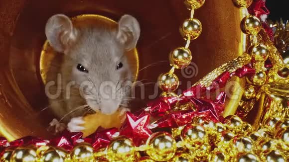 新年概念与宏观的灰色老鼠坐在黄金圣诞锅视频的预览图