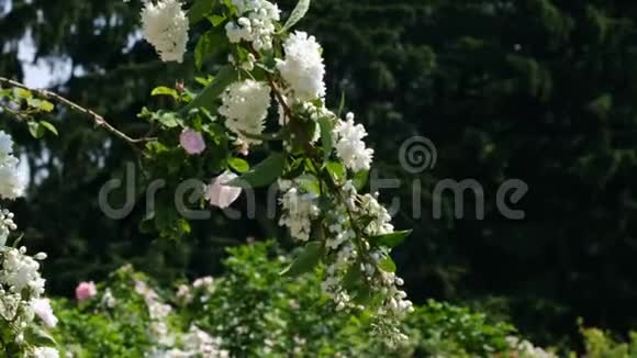 白香野樱植物开花视频的预览图
