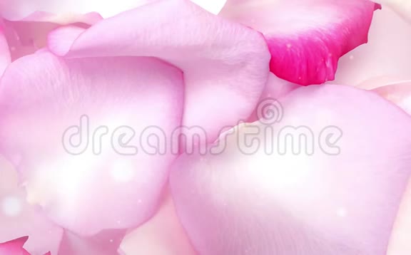 玫瑰花瓣粉红色浪漫的美丽视频的预览图