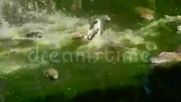 河中鳄鱼的战斗视频的预览图