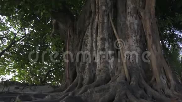 落叶大树的树干马尔代夫视频视频的预览图