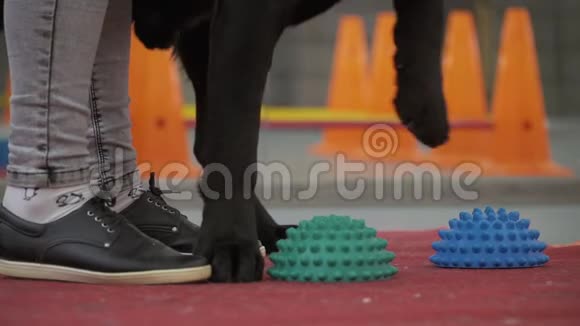心理学家把狗爪子放在特殊的球上训练平衡视频的预览图