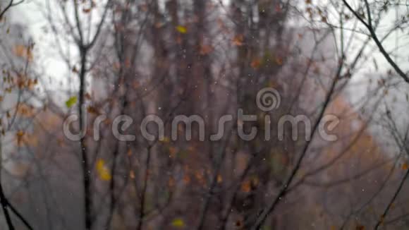 深秋的雪景和褪色的青苔视频的预览图