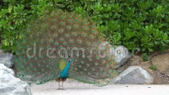 美丽的蓝孔雀在城市里张开绿色的尾巴露出羽毛展开展开诱惑视频的预览图