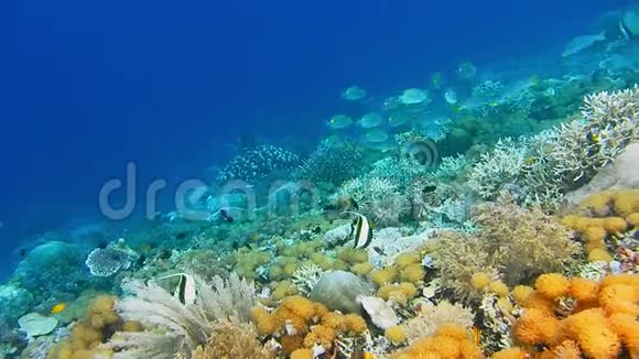 完整的珊瑚墙高密度的礁鱼摩尔人偶像视频的预览图