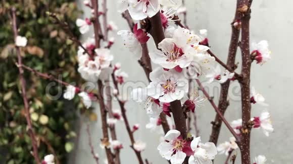 樱花树芽花近白色棕枝视频的预览图