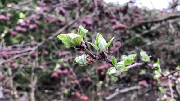 幼苹果树的叶子春天的时候合上棕枝视频的预览图