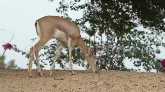 野生饥饿的小鹿小鹿小鹿小鹿站在沙滩上在干旱的夏天寻找食物看镜头咀嚼视频的预览图