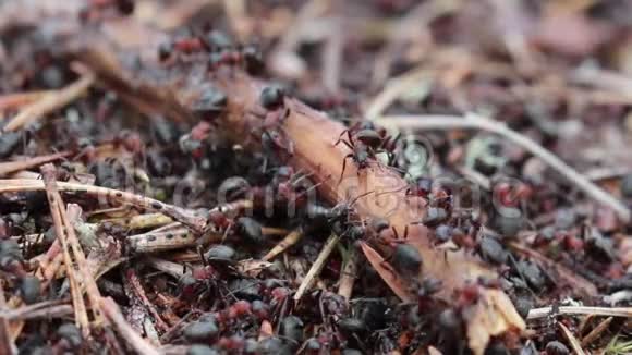 小红蚂蚁法老蚂蚁法拉奥尼斯沿着一条小路觅食一起移动食物视频的预览图