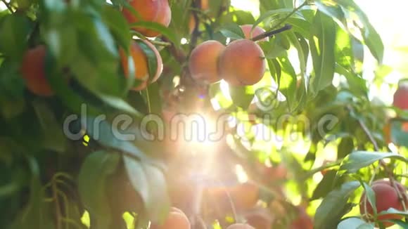 女人从树枝上摘桃子视频的预览图
