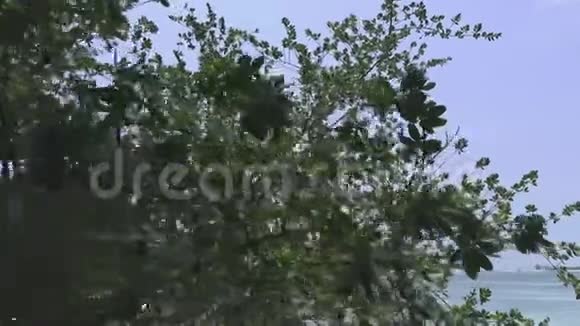 蓝蓝的天空上有叶树的剪影马尔代夫视频视频的预览图