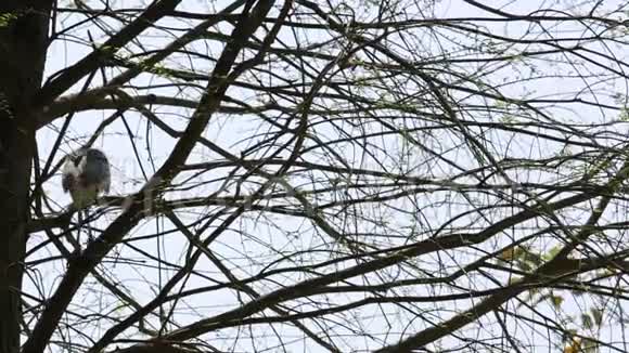 一只鸟黑冠夜鹭准备筑巢视频的预览图