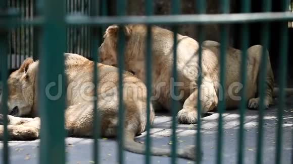 两只母狮在绿色格子后面的笼子里休息视频的预览图